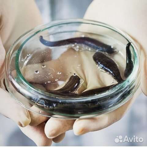 Лечебные пиявки