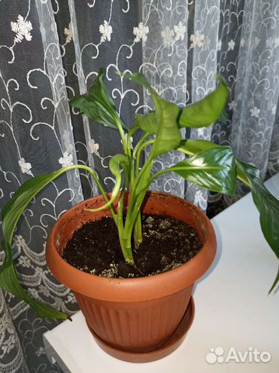 Спатифиллум