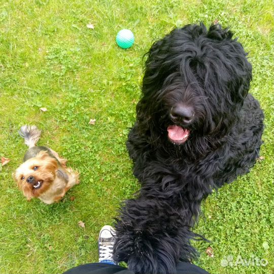 Кинолог, дрессировка собак и щенков свао