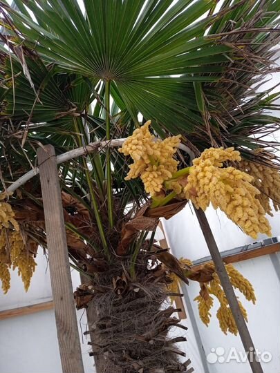 Семена пальмы Трахикарпус форчуна