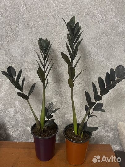 Замиокулькас, хамедорея, кодиеум, алоказия