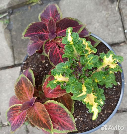 Колеусы вегетативные