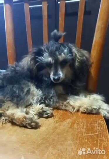 Той-пудель мини