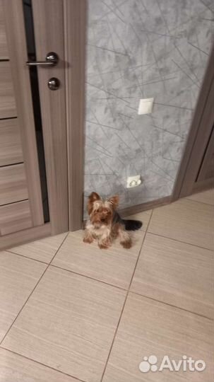 Йоркширский терьер вязка