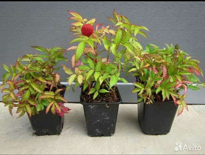 Розоволистная малина морозостойкая - 45