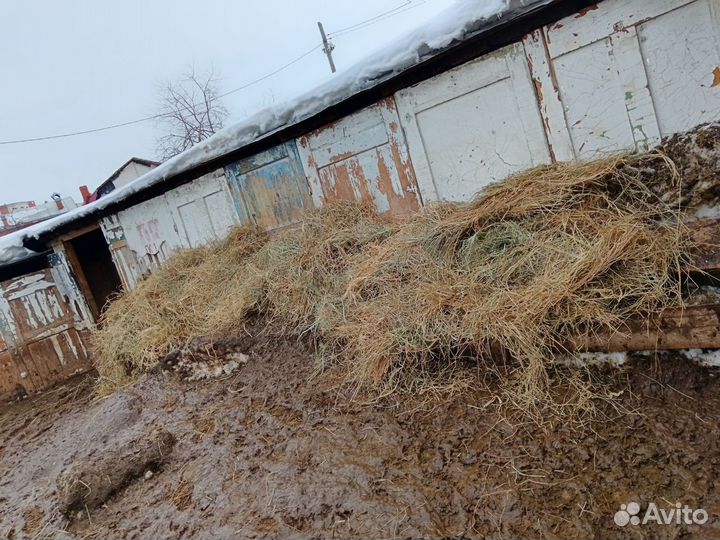 Продам сено в рулонах