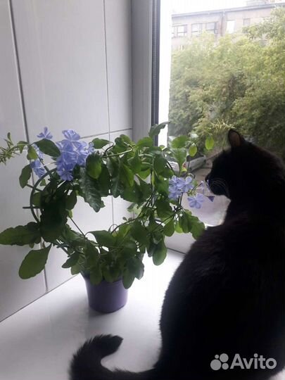 Свинчатка голубая и красная. Иксора