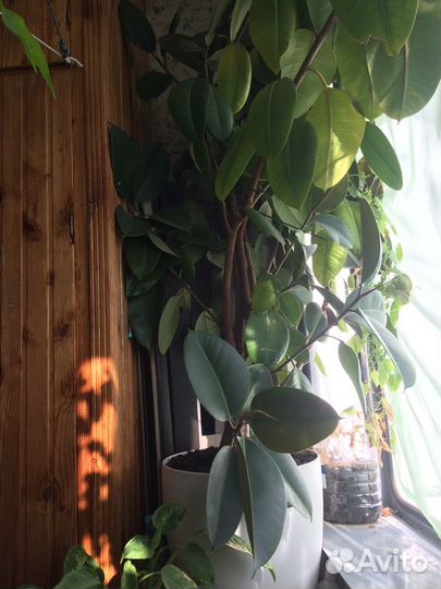 Комнатные цветы