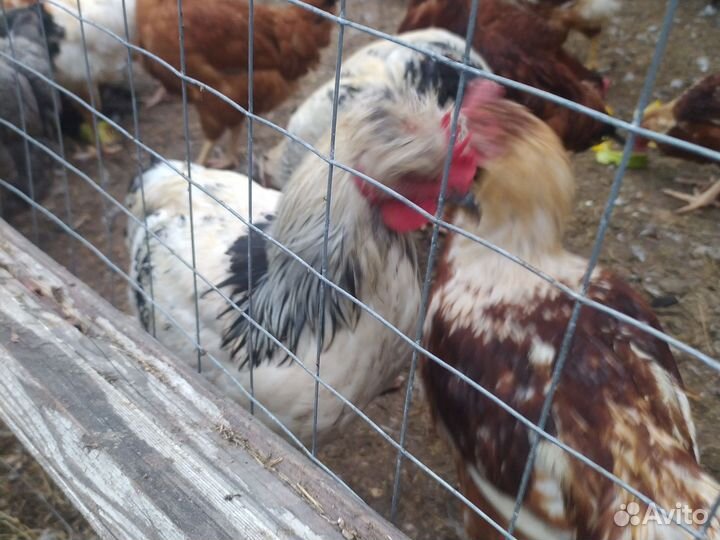 Молодые петушки