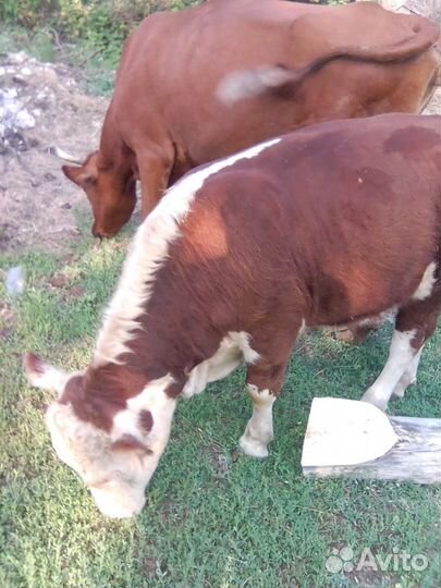 Быки коровы телки бычки