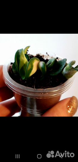 Хойя компакта Мауна Лоа вар. 2 шт по 1.500