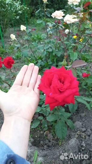 Кустовые розы