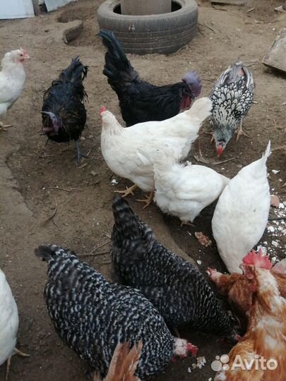 Яйцо для инкубации