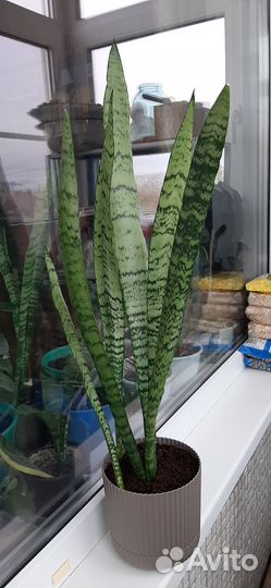 Сансевиерия щучий хвост