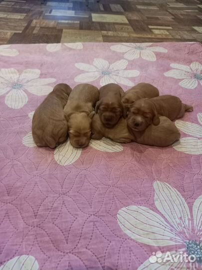 Кокер спаниель