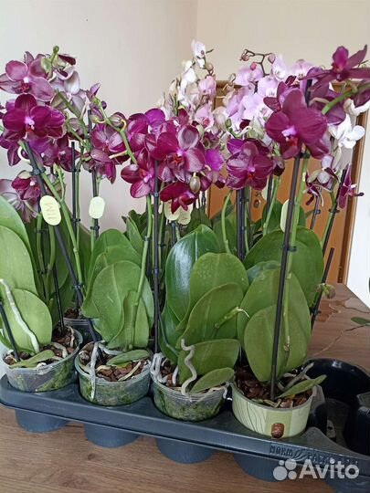 Орхидея фаленопсис много, разные, цветут, бабочки
