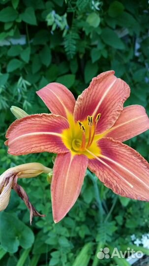 Продам рассаду садовых цветов- многолетников