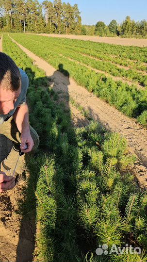 Сеянцы сосны обыкновенной окс от производителя