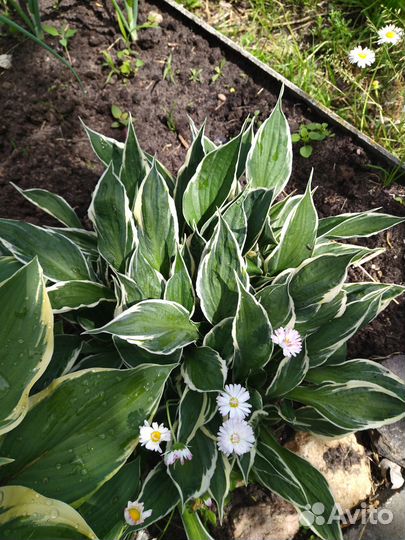 Продам хосты