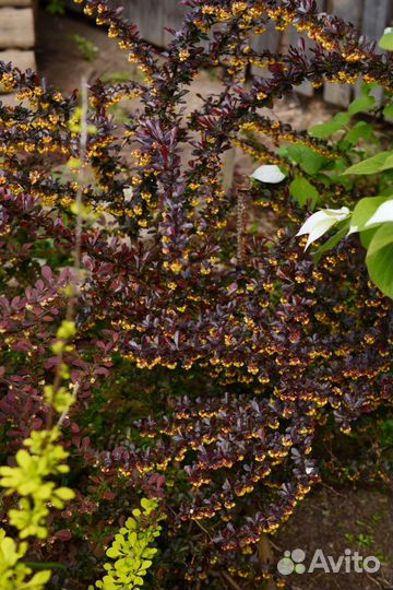 Саженцы декоративных и плодовых культур