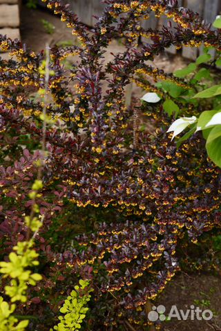 Саженцы декоративных и плодовых культур