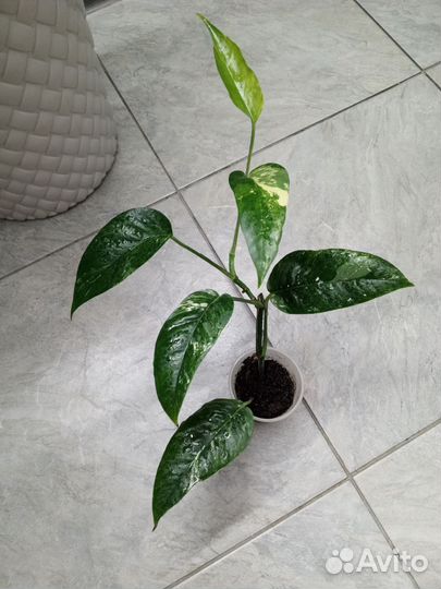 Эпипремнум пиннатум вайт