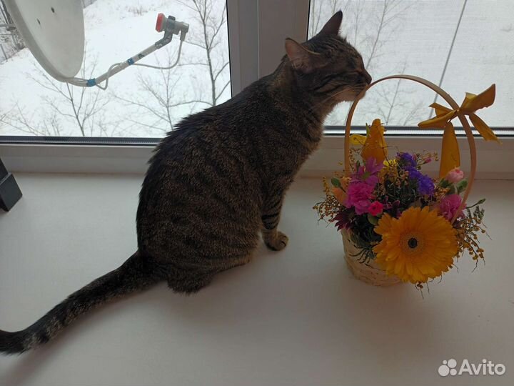 Передержка