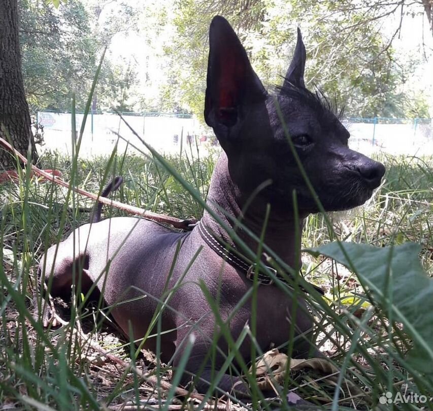 Ксолоитцкуинтли Мексиканская голая собака (Xoloitzcuintli)