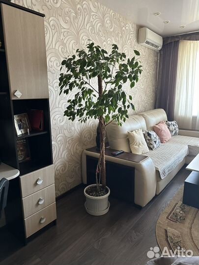 Фикус Бенджамина (2 больших)