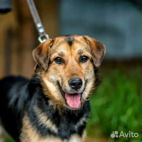 Лана душа компании