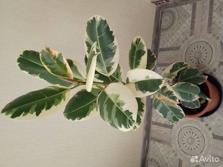 Фикус Эластика