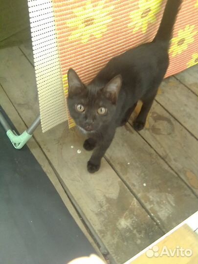 Домашние животные котята