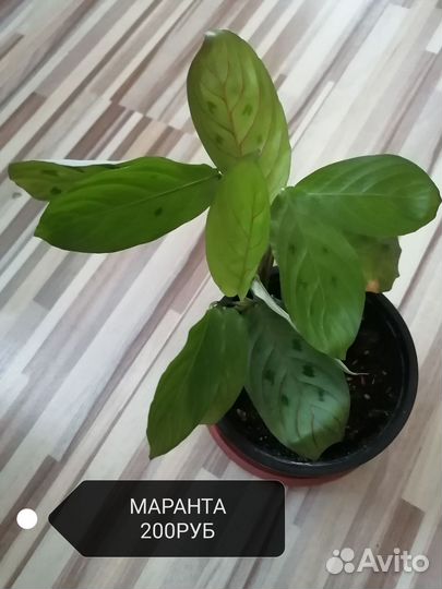 Комнатные растения