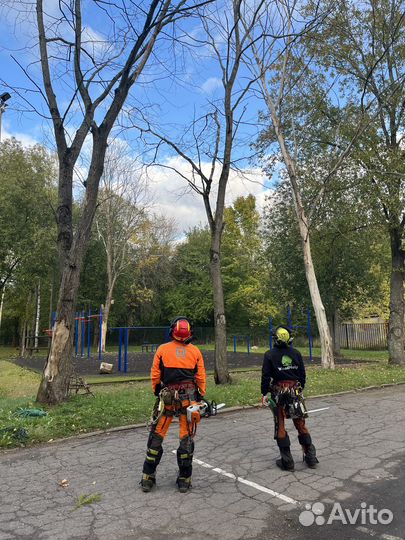 Спил деревьев