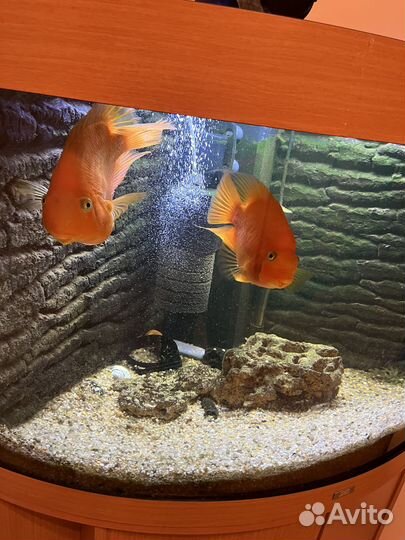 Аквариум с тумбой 240 л