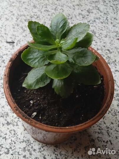 Комнатные растения цветы Колонхоэ