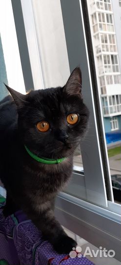 Британская кошка
