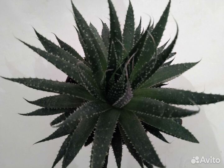 Суккуленты