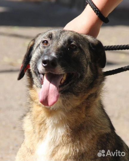 Спасите собака 5 лет