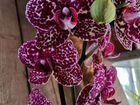 Орхидеи со скидкой / Предварительные заказы
