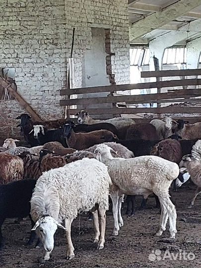Овцы бараны ягнята