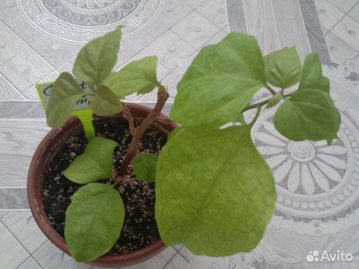 Бугенвилия сорт Читра