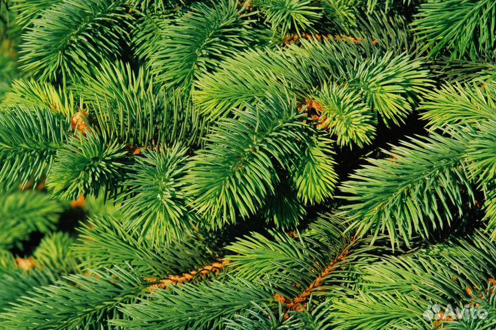 Лапник еловый пихтовый сосновый
