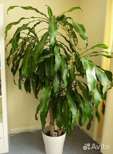 Пальма Драцена Душистая