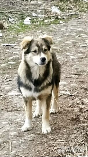 Молодой пес Боська