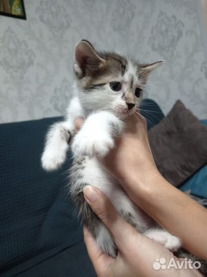 Кошки в добрые руки бесплатно