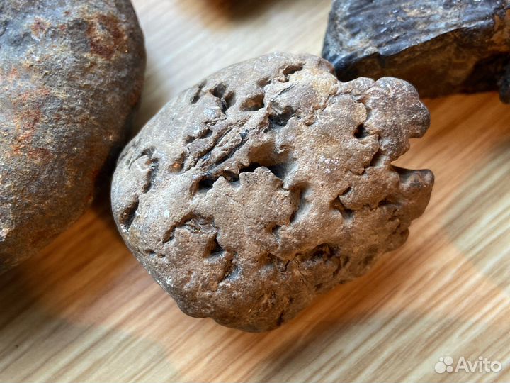 Фрагменты аммонитов