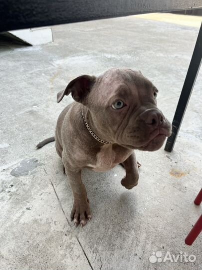 Найдена собака