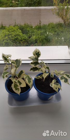 Фикус Бенджамина пестролистный