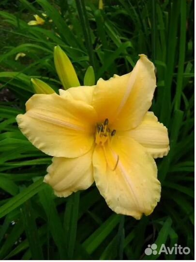 Садовые многолетние цветы